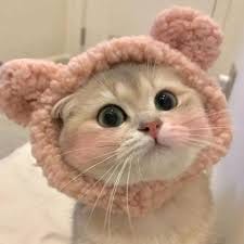 صدیقہ عباسی avatar